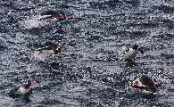 ../foto/ridottexsito/110_24_Antartica3.jpg