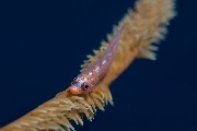 ../foto/ridottexsito/117_20_Goby.jpg