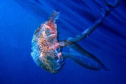 ../foto/ridottexsito/120_26_ctiluca.jpg