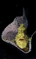 ../foto/ridottexsito/132_48_frogfish.jpg