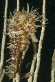 ../foto/ridottexsito/181_73_hippocampus.JPG