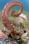 ../foto/ridottexsito/33_8_1-72-MED-Cleptopus-02.jpg