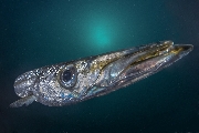 ../foto/ridottexsito/34_90_barracudaportrait.jpg