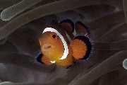 ../foto/ridottexsito/71_23_Clownfish.jpg