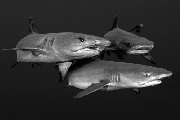 ../foto/ridottexsito/75_16_sharks.jpg